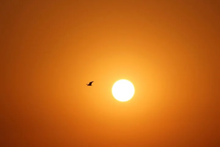 Bilde av sola med en fugle ved siden av.